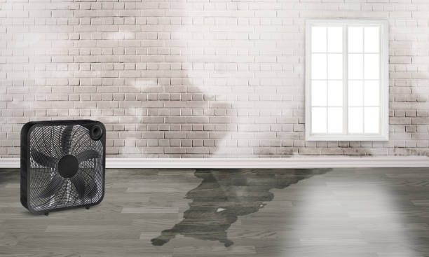 Best Water damage contractors near me  in Centerville, IN