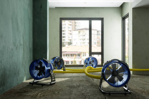 Best Mold removal after water damage  in Centerville, IN